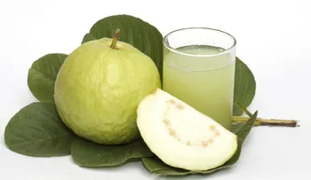 Descubre todos los beneficios de las hojas de guayaba