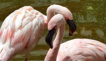 Niños matan a pedradas a un flamenco en un zoológico checo