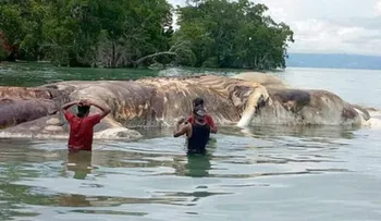 Identificaron gigantesca criatura marina de Indonesia y no era lo que parecía