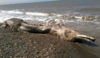 Una criatura peluda y gigante crea pánico en Rusia