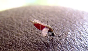 Puerto Rico pide prevención para quienes viajen a RD por malaria