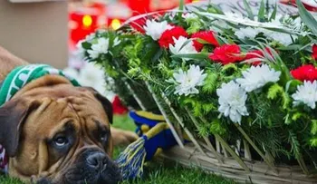 La imagen de un perro conmueve al mundo del fútbol