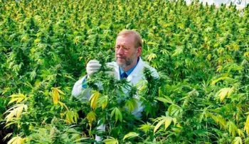 Una universidad de Estados Unidos otorgará la licenciatura en marihuana