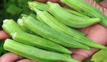 Conocido como dedos de señoritas: Lo mejor para asma, la diabetes, los riñones y el colesterol