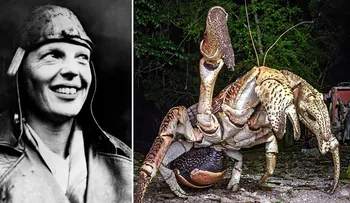 Cangrejos voraces del tamaño de un perro: la tenebrosa teoría de lo que ocurrió con Amelia Earhart