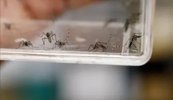 Crecen un 6,68 por ciento los casos de microcefalia en Brasil en una semana