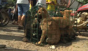 Taiwán prohíbe el consumo de carne de perro y gato