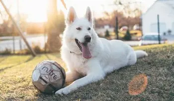 Perros pueden tener un  nuevo virus potencialmente mortal para los humanos