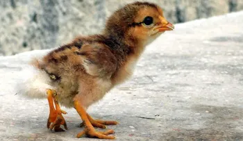 Nace en Cuba un pollito con cuatro patas, algo "nunca visto..."