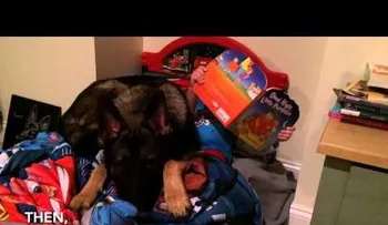 El perro que hace dormir a un niño de cuatro años recorre el mundo (VIDEO)