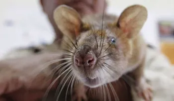 Una insólita especie de rata con hocico 'de cerdo' asoma la nariz en Indonesia