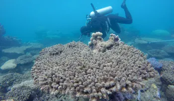 Así se están muriendo los arrecifes coralinos en todo el mundo