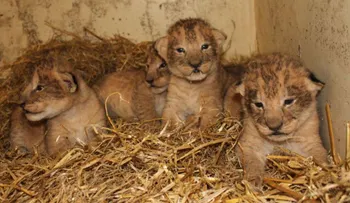 Un zoológico de Suecia admite que sacrificó a nueve cachorros por una insólita razón