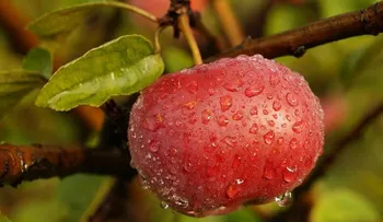 Correcto lavado de las manzanas para comerla sin peligro 