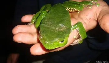Un polémico veneno de rana que lo cura todo (VIDEO)