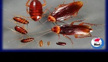 ¿Por qué las cucarachas son tan difíciles de matar? (VIDEO)