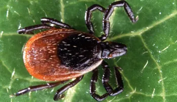 Garrapatas llevan la enfermedad de Lyme a más de la mitad de los condados de EE.UU.
