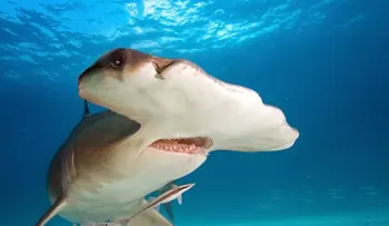 Descubren por 1ra vez sitio de crianza de tiburones martillo en Galápagos