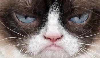 5 maneras de celebrar el 'Día Nacional del Gato'
