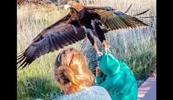 Terrorífica foto: Un águila trata de llevarse a un niño en un parque de Australia