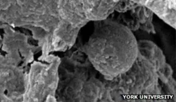 Los hombres prehistóricos también daban sabor a sus comidas