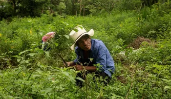 Pandemia puede llevar a 83,4 millones de latinoamericanos a pasar hambre