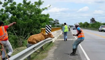 Llaman a dueños de fincas evitar animales deambulen en carreteras del Nordeste