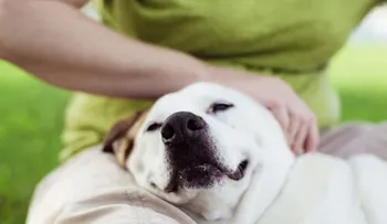 Perros y gatos; acariciarlo reduce el estrés y mejoran ánimo estudiantes, demostrado por científicos