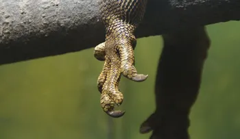¿Es un chupacabras?: En Rusia hallan el cuerpo de un animal desconocido