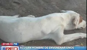 15 perros envenenados en Azua
