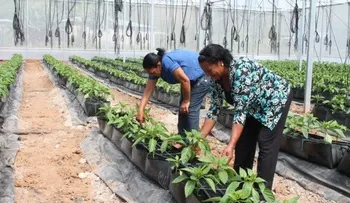 Philip Morris Dominicana y la Fundación Sur inauguraron proyecto agrícola en Azua