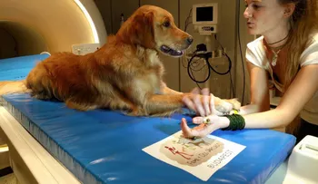 Tu perro sabe lo que dices y la ciencia muestra cómo sucede