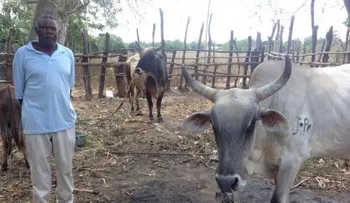 Autoridades consulares entregan animales robados que fueron recuperados en Haití 