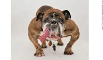 Muere Zsa Zsa pocas semanas después de recibir el título del "perro más feo del mundo"