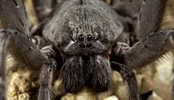 De espanto y brinco: descubren en México una nueva especie de araña gigante