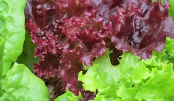 ¡Lechuga!, ¿Comida del tercer planeta?