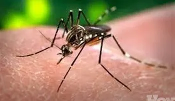 Se multiplican casos de dengue en el país; van 47 muertos este año
