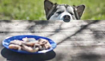 Alimentos que no debes darle a tu perro, ¡aunque le gusten!