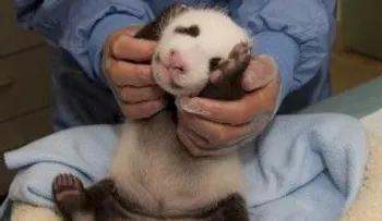 El Zoológico de Viena pide ayuda para bautizar a un bebé panda