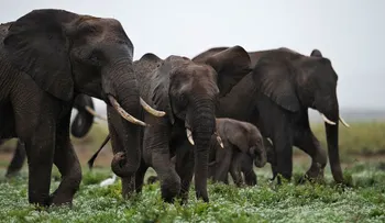 Indignación en Zimbabwe: cazadores furtivos envenenan con cianuro a decenas de elefantes