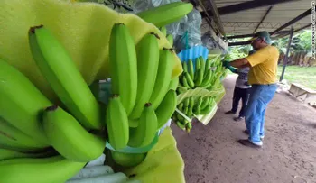 Hay una crisis mundial de plátanos por la "enfermedad de Panamá"