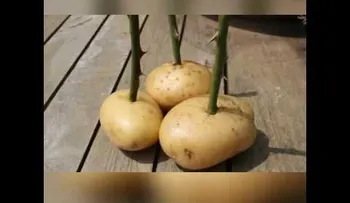 Esta mujer colocó el tallo de una rosa en una patata, lo que pasó luego se hizo viral