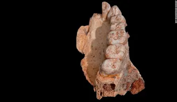 Descubren un fósil que reescribe la historia de la humanidad
