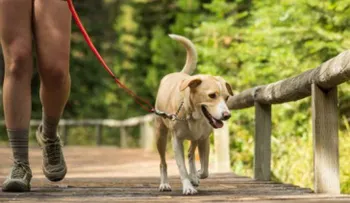 Tips para enseñar hábitos de higiene a tu perro