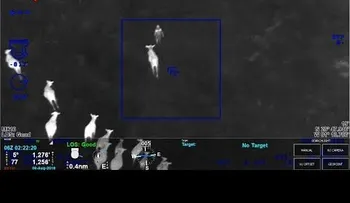 Unas vacas ayudaron a la Policía a capturar a una ladrona (Video)