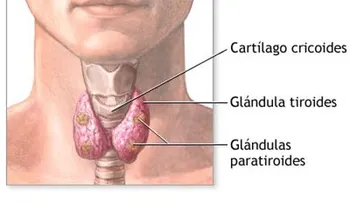 La tiroides se cura con este remedio y los médicos nunca te lo dirán. ¿Toma nota?