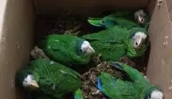 Medio Ambiente se incauta de cotorras en peligro de extinción
