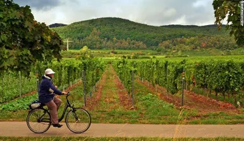 La ruta de vinos Weinstrasse de la era Nazi de Alemania