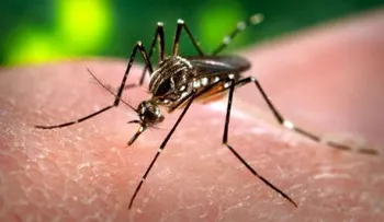 La OPS pide controlar el mosquito ante inminente llegada del zika a toda América Latina 