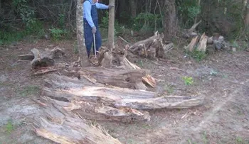 Anciano vende madera para pagar el tratamiento de su mujer con cáncer